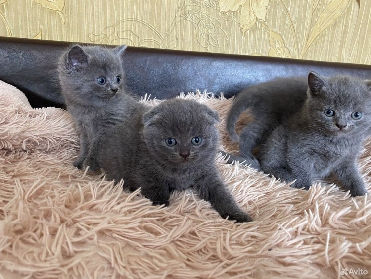 Шотландская вислоухая голубая