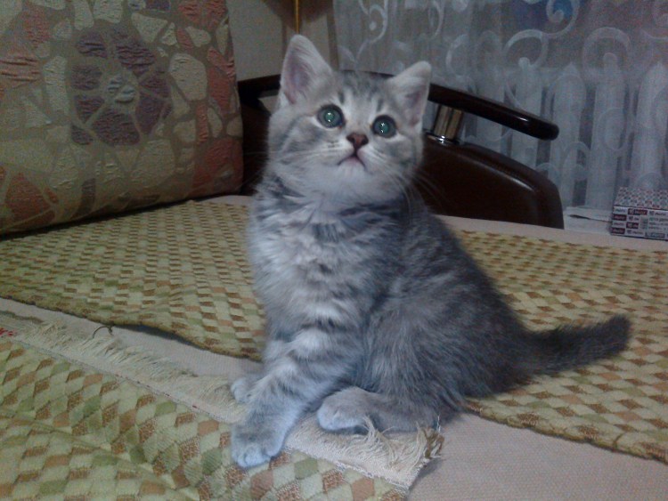 Скоттиш фолд котята