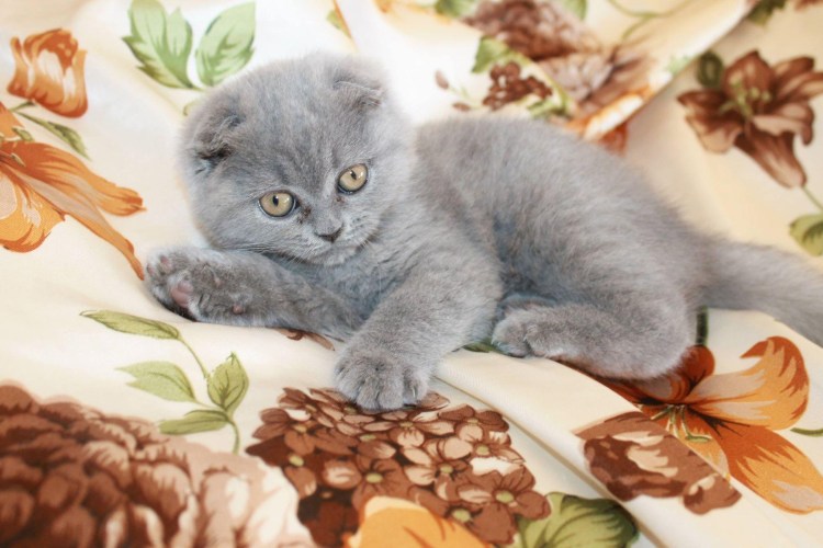 Малюсенькие чёрные Шотландские вислоухие котята скоттиш фолд