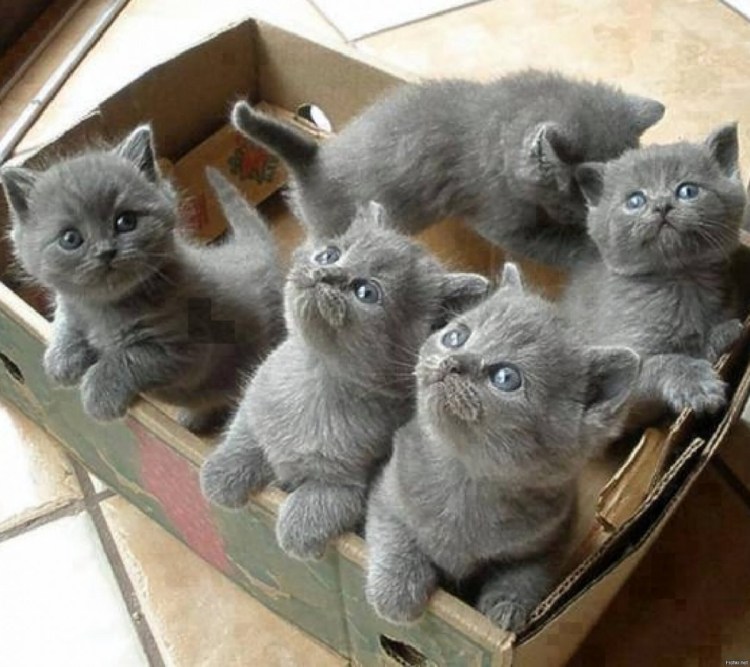 Котята скоттиш фолд прямоухие