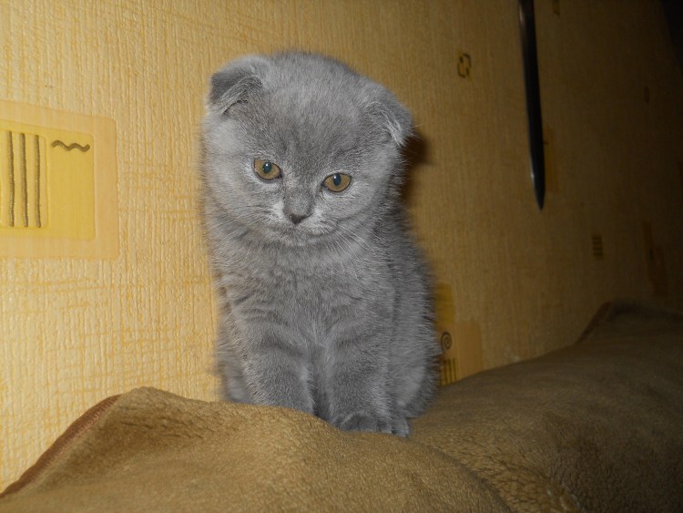 Котята Шотландские вислоухие помесь