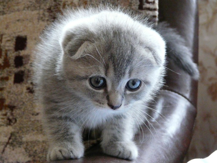 Котята шуншилские вислоухие