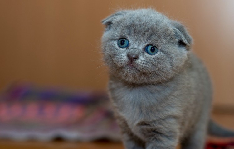 Котята скоттиш фолд вислоухие