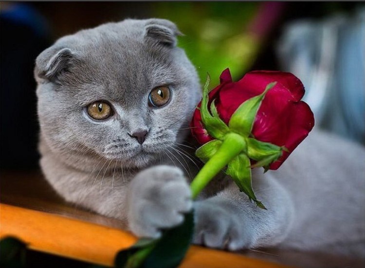 Голубые вислоухие котята