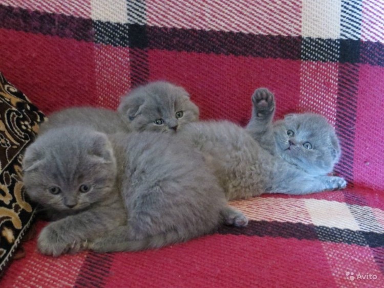 Котики милахи