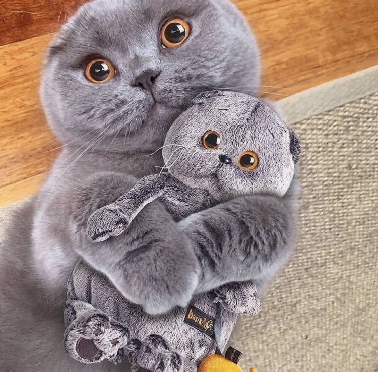 Шотландская вислоухая кошка голубая Тедди