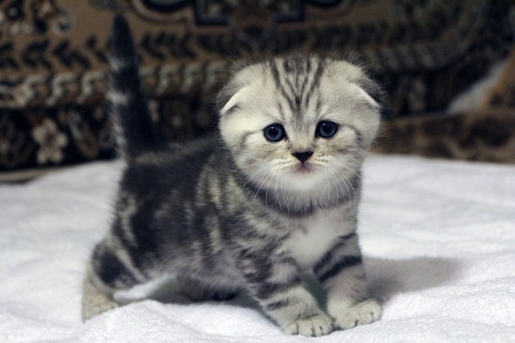 Шотландские котята много