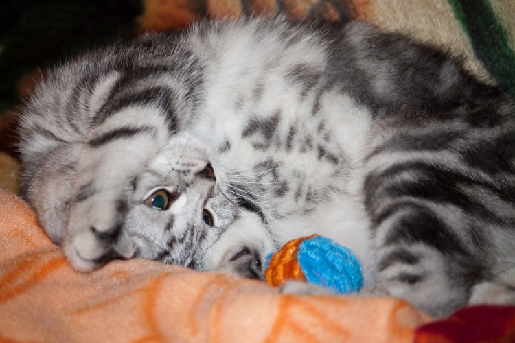 Лиловый шотландский вислоухий кот