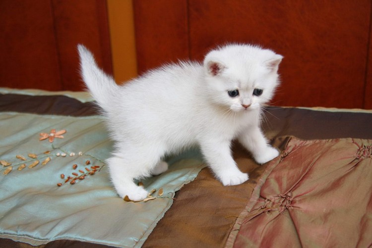 Шотландская вислоухая кошка рыжая