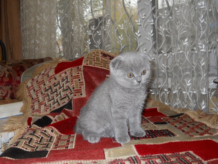 Котята разных пород