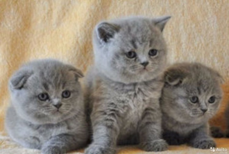 Скоттиш фолд рыжий