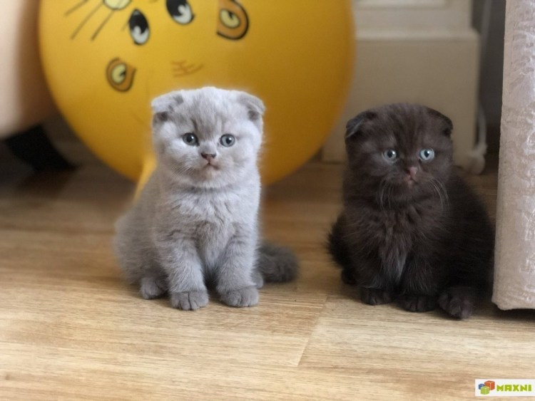 Двухмесячный котенок шотландец вислоухий