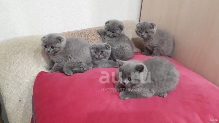 Манчкин котята вислоухие