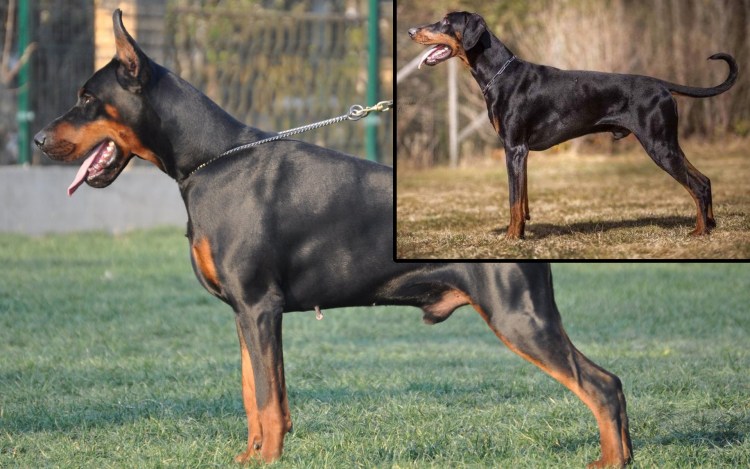 Доберман американский и Европейский