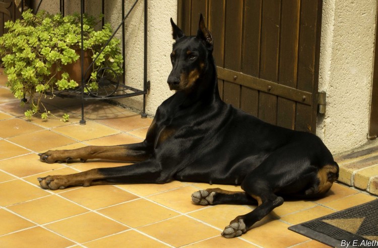 Порода Доберман