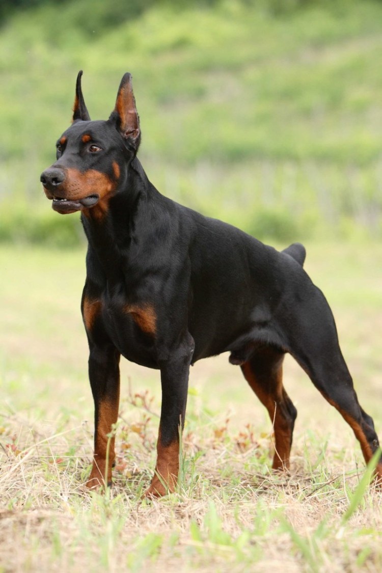 Доберман сидит