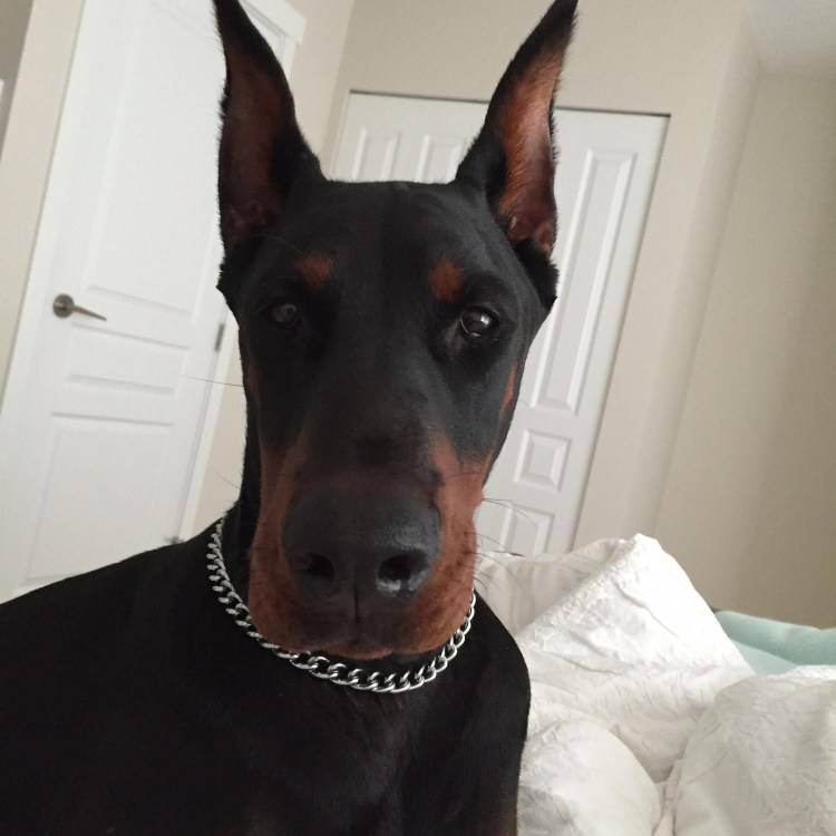 Доберман кобель крупный