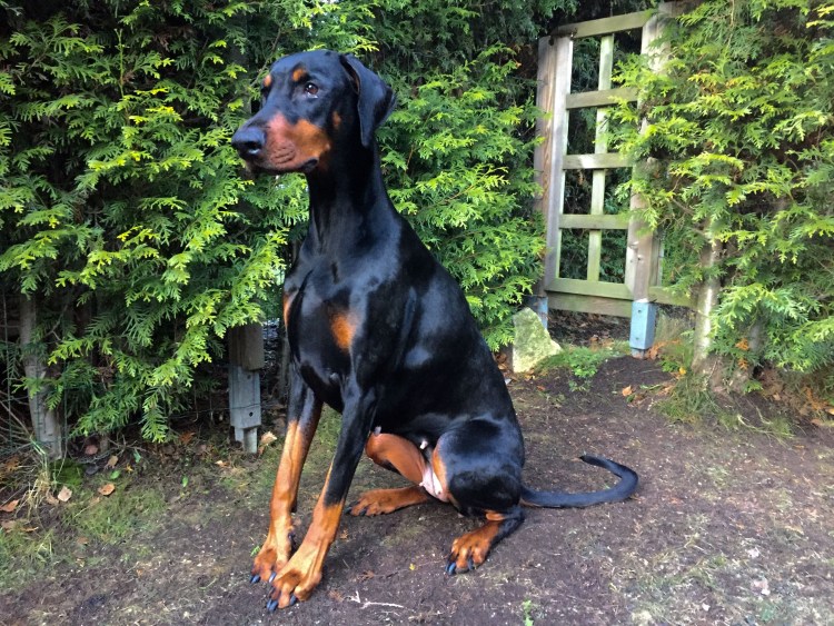 Доберман владыка рашины