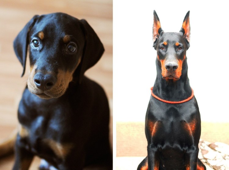 Самые умные и добрые породы собак