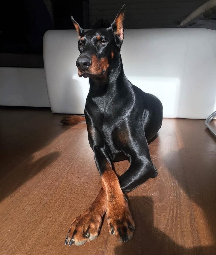 Порода Доберман-пинчер