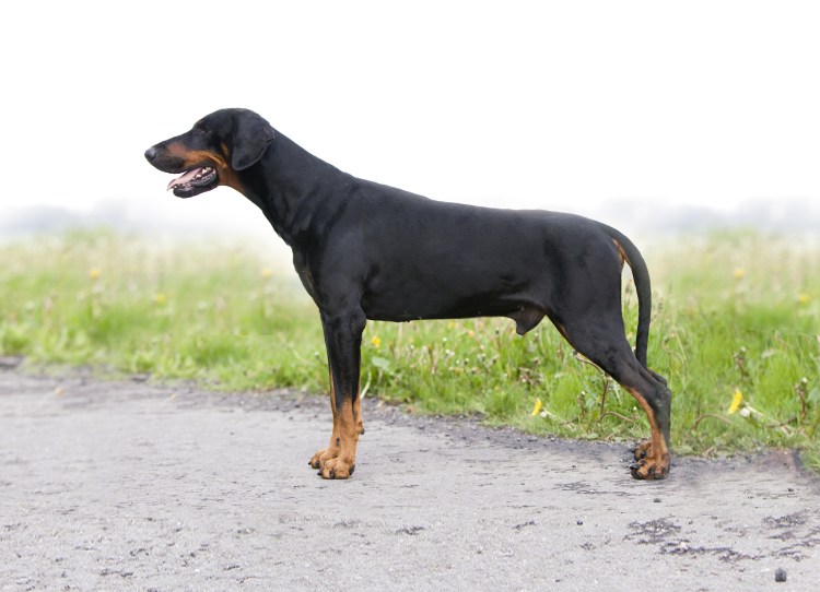 Галлийский Доберман