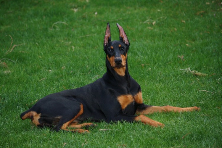 Доберман и Босерон