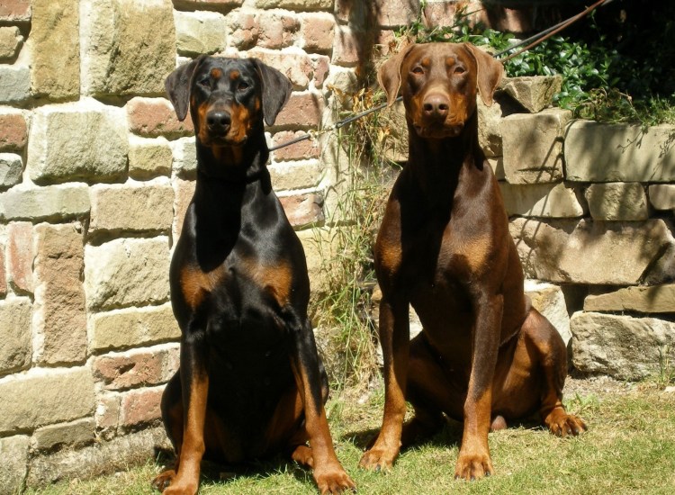 Собака Доберман