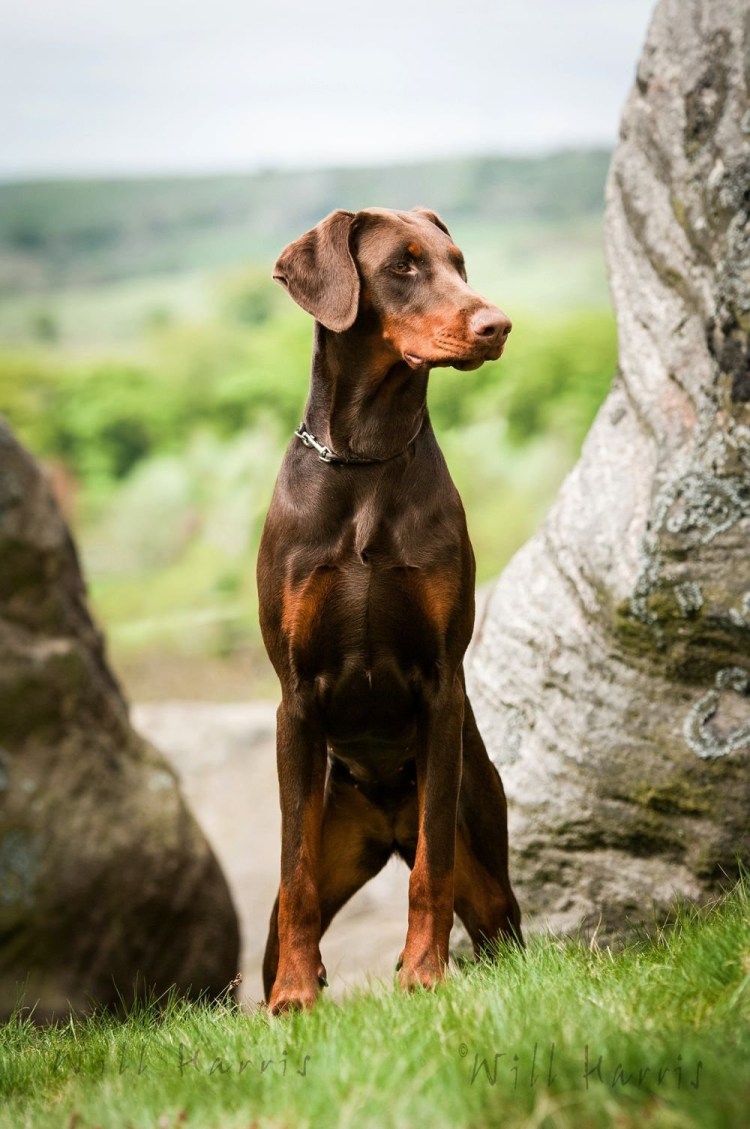 Доберман чемпион мира