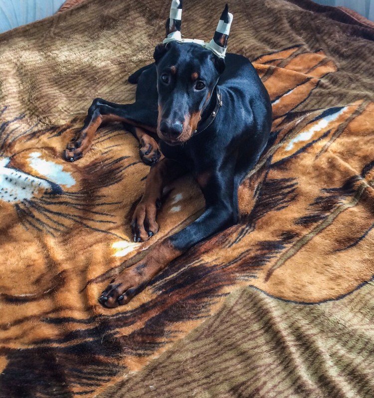 Мраморный Доберман