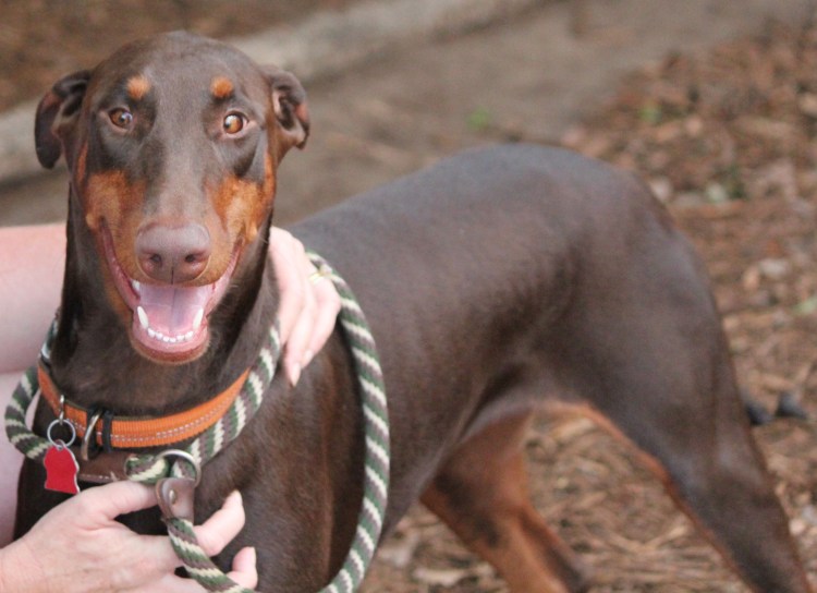 Доберман владыка рашины