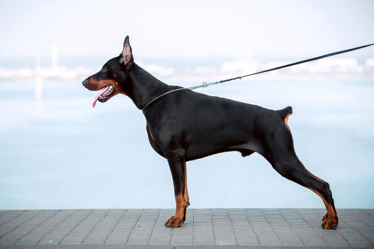 Доберман некупированный