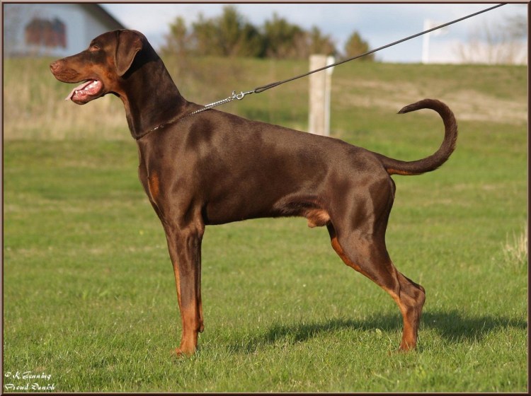 Доберман шоколадный