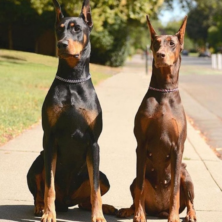 Доберман купированный и некупированный