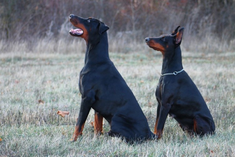 Доберманы дворовые