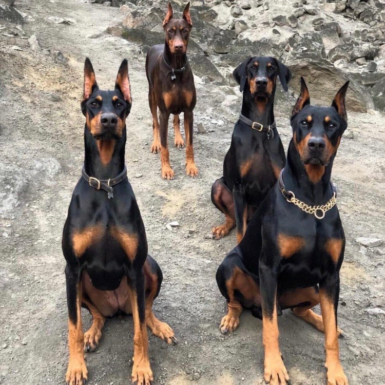 Доберман с купированными ушами