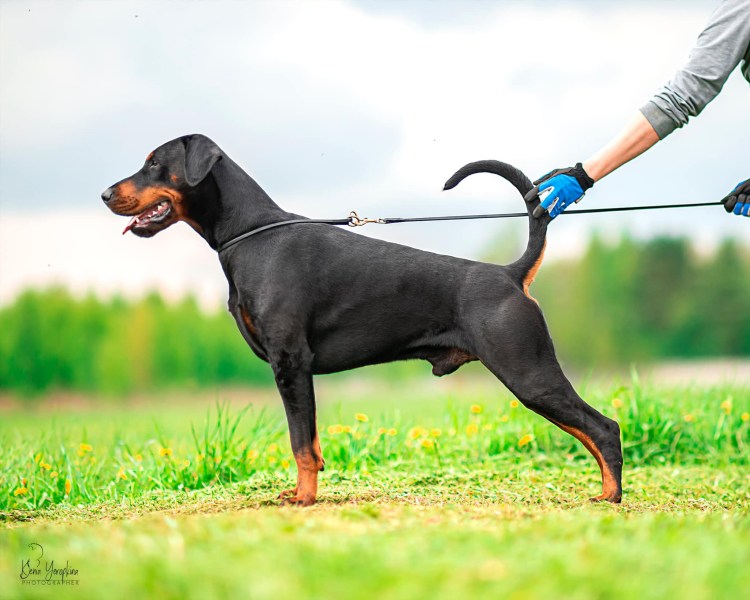 Доберман НК купированный