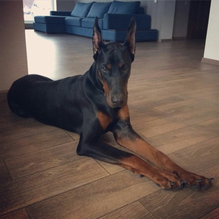 Доберман-пинчер щенок