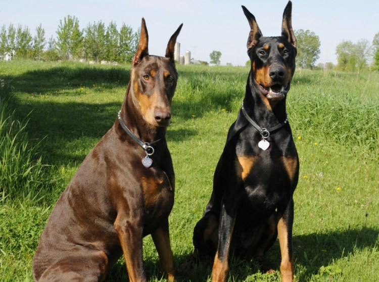 Шотландский Доберман
