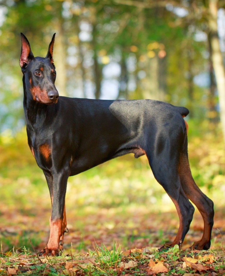 Доберман-пинчер Эстетика