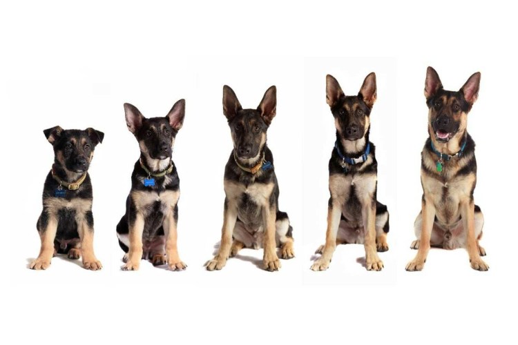 Овчарка до и после