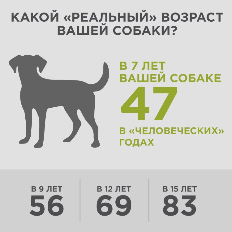 Собачий Возраст на человеческий