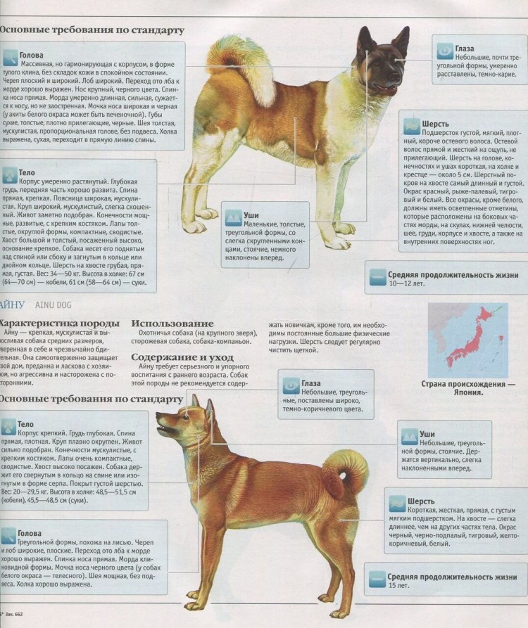Круп собаки формы