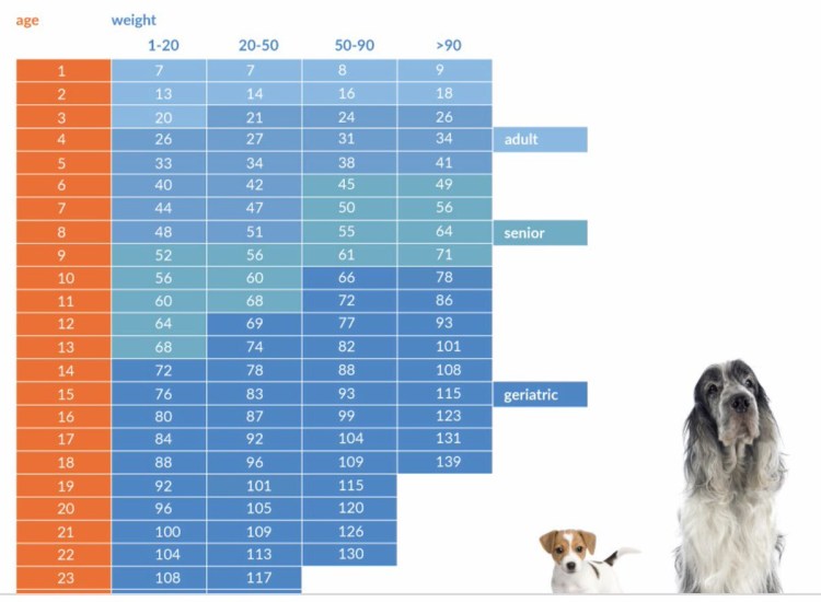 Сколько лет собаке по человеческим меркам таблица 2 месяца
