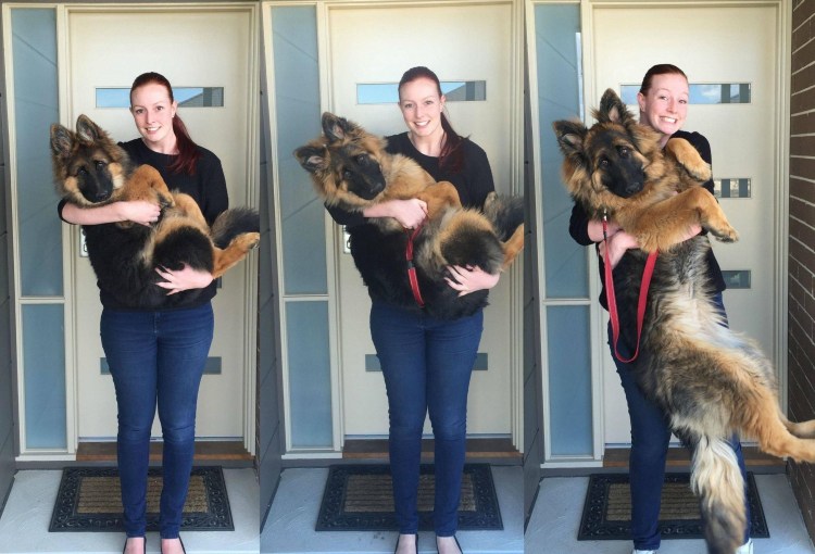 Пражский крысарик той терьер Цвергпинчер