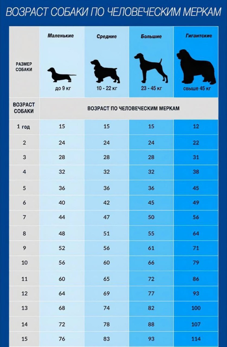 Размерная сетка для собак средних пород