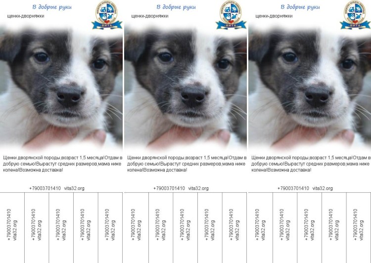 Размерная сетка чихуахуа для собак мелких