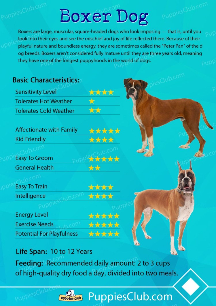 Возраст собаки и человека соотношение таблица