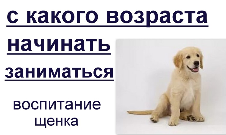 Возраст собаки в человеческих годах таблица