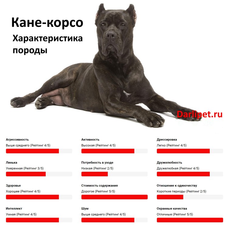 Немецкий боксёр собака размер