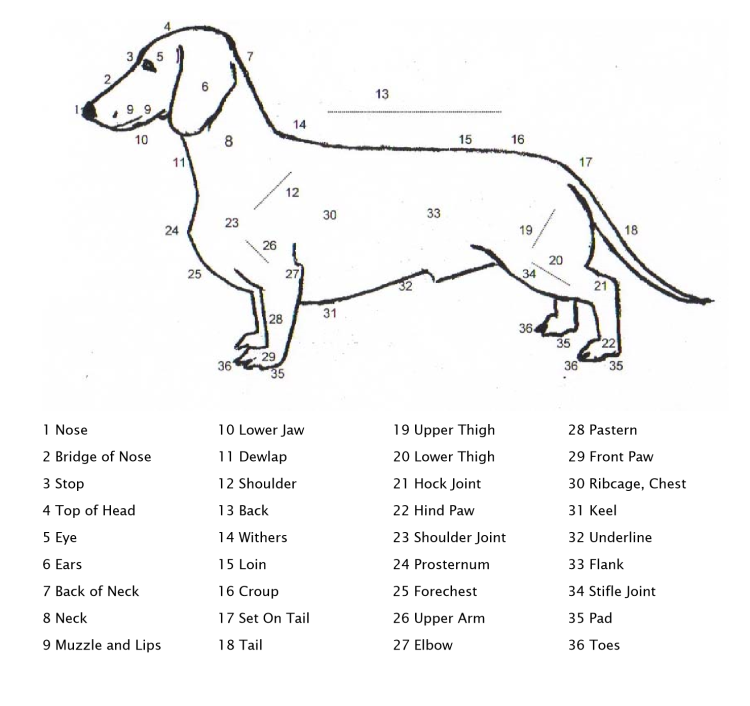 Кошачьи года на человеческие